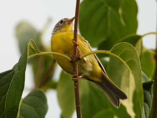 Nashville Warbler - Joseph McGill