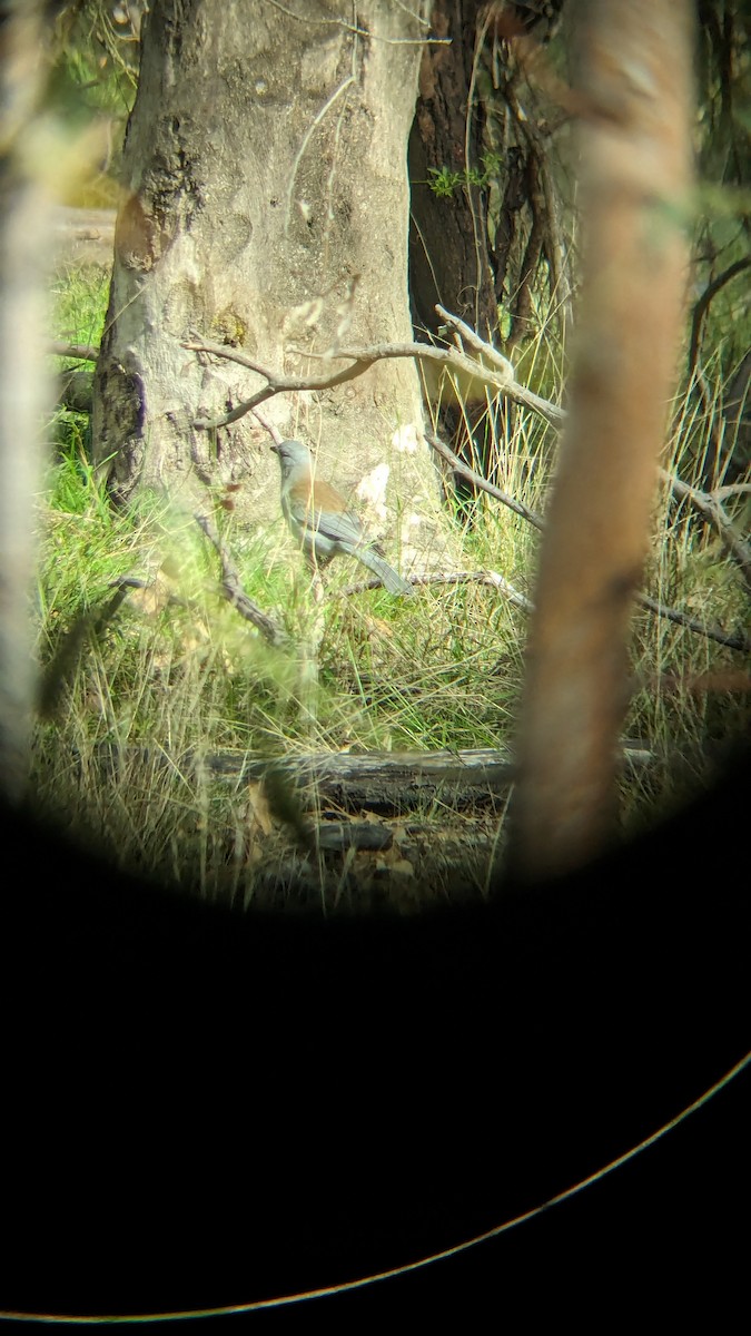 Gray Shrikethrush - Tom Perrett