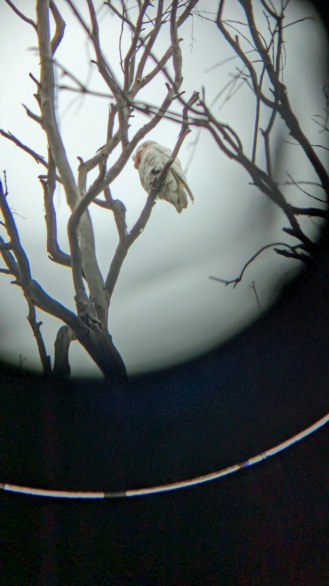 Long-billed Corella - Tom Perrett