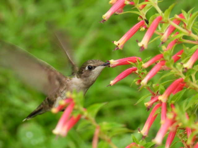 Ruby-throated Hummingbird - ML622119032