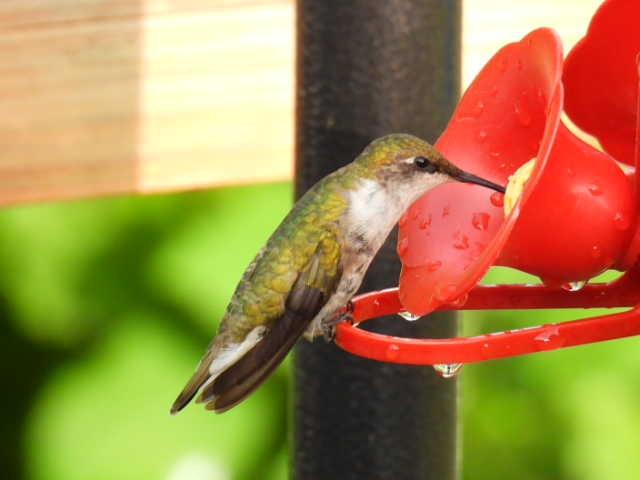 Ruby-throated Hummingbird - ML622119035
