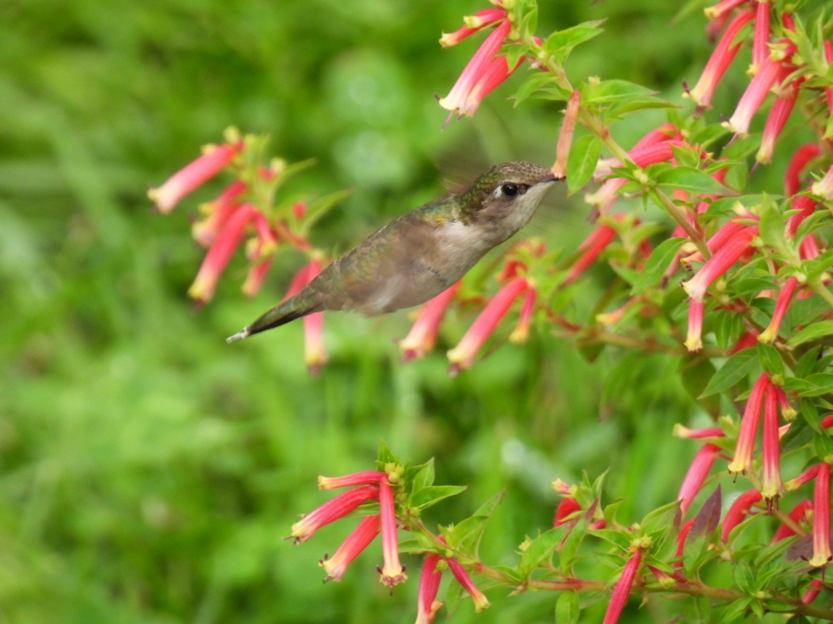 Ruby-throated Hummingbird - ML622119039