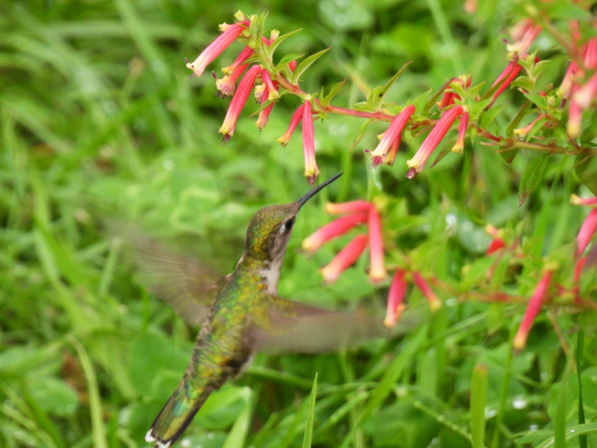 Ruby-throated Hummingbird - ML622119040