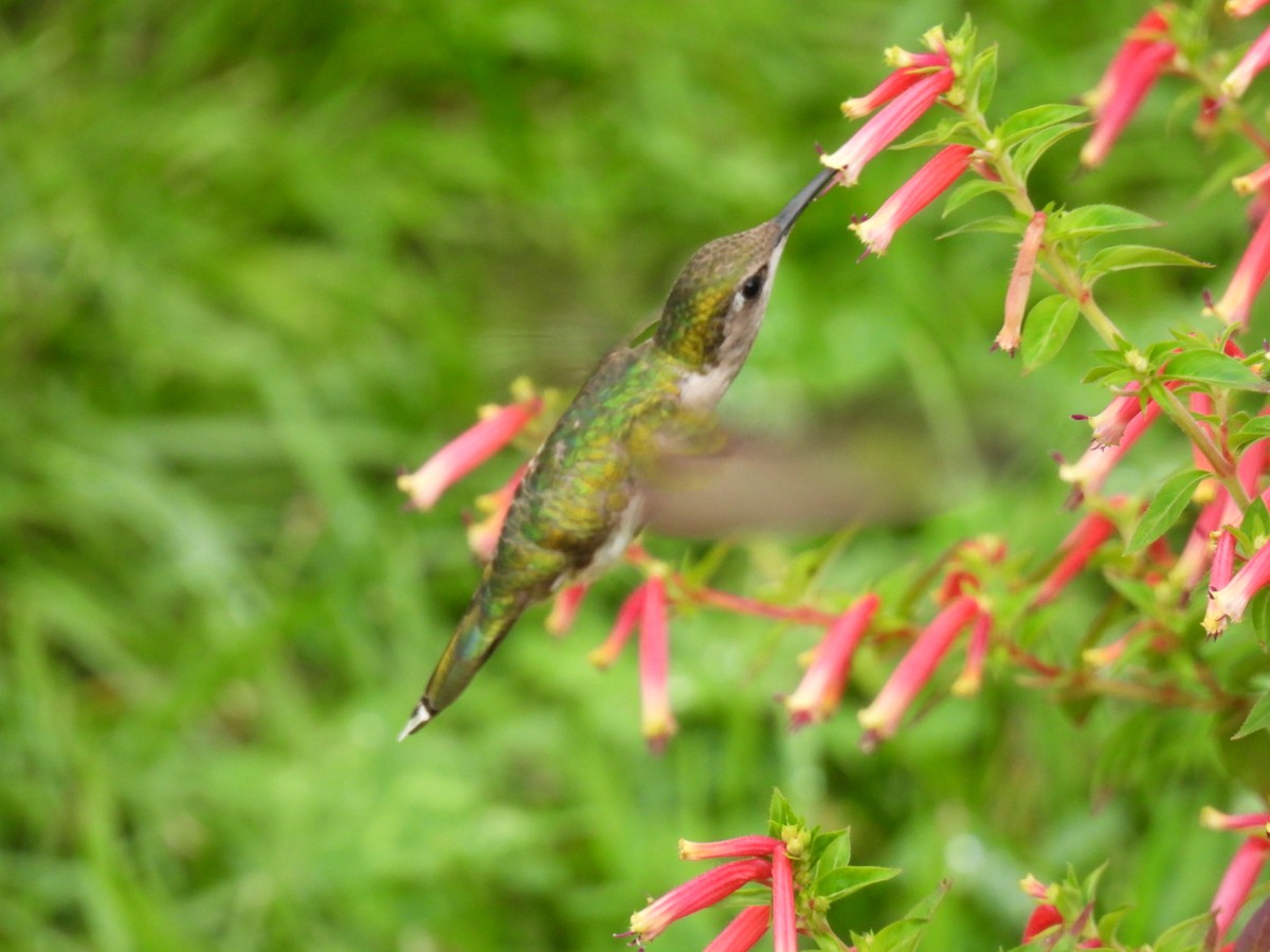 Ruby-throated Hummingbird - ML622119041