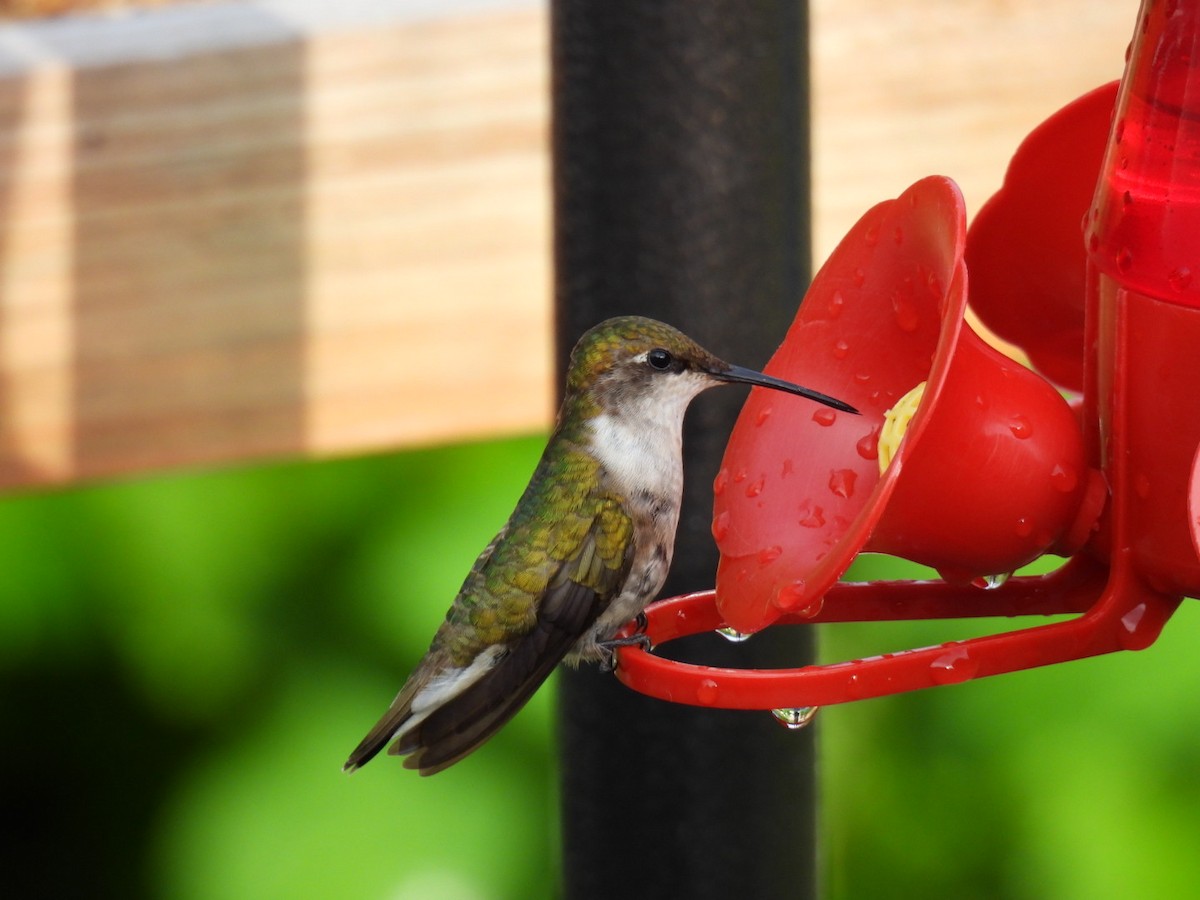 Ruby-throated Hummingbird - ML622119042
