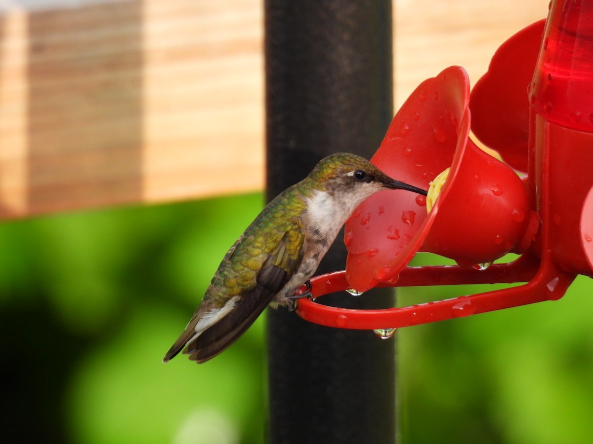 Ruby-throated Hummingbird - Joseph McGill