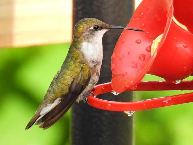 Ruby-throated Hummingbird - ML622119044