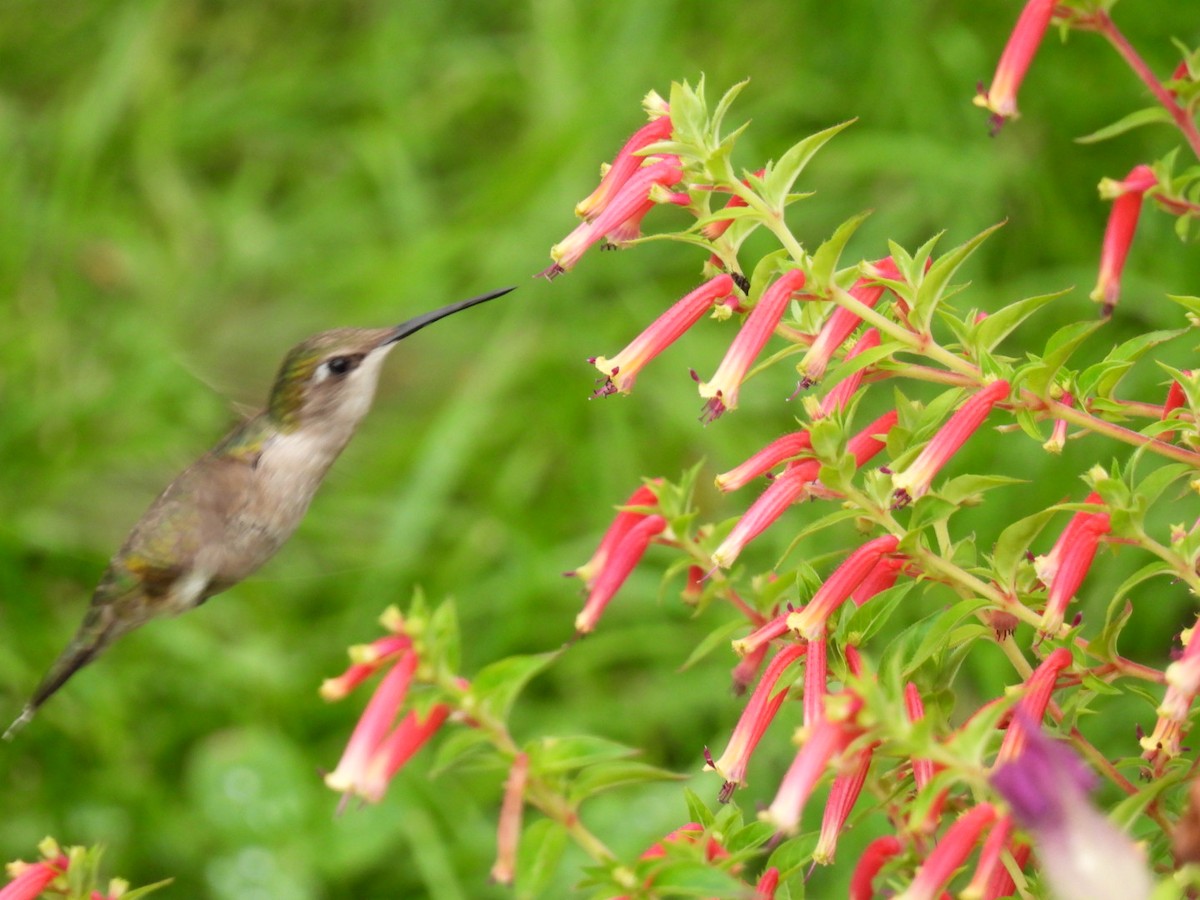 Ruby-throated Hummingbird - ML622119045