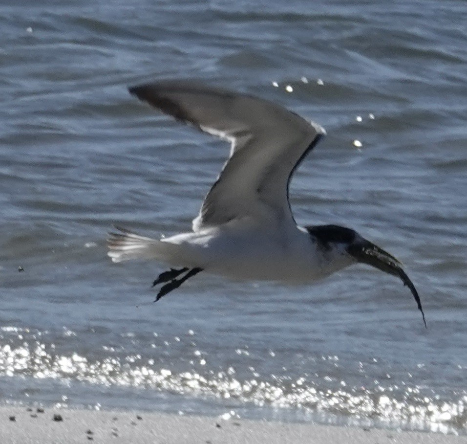 Australian Tern - ML622119046