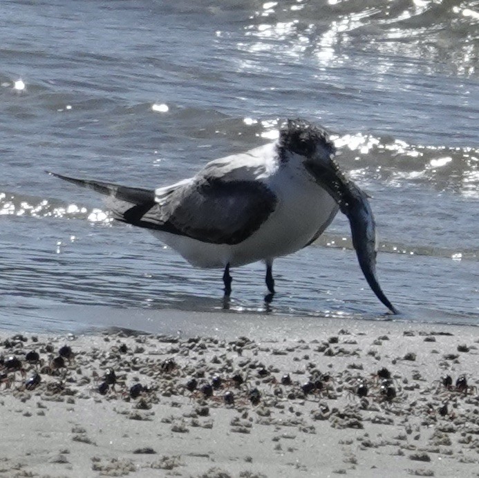 Australian Tern - Robert Morison and Joyce Ives