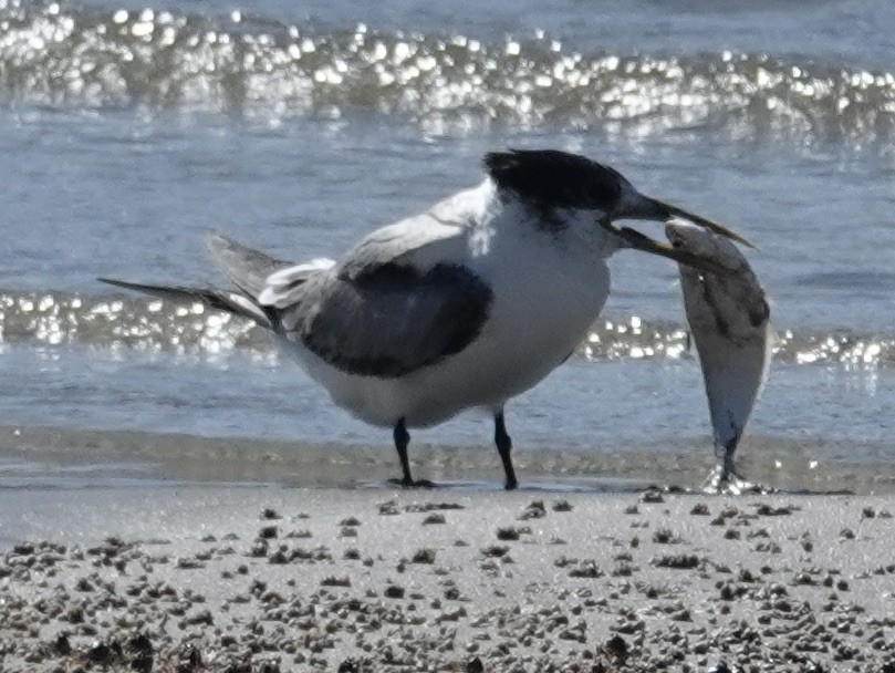 Australian Tern - ML622119048