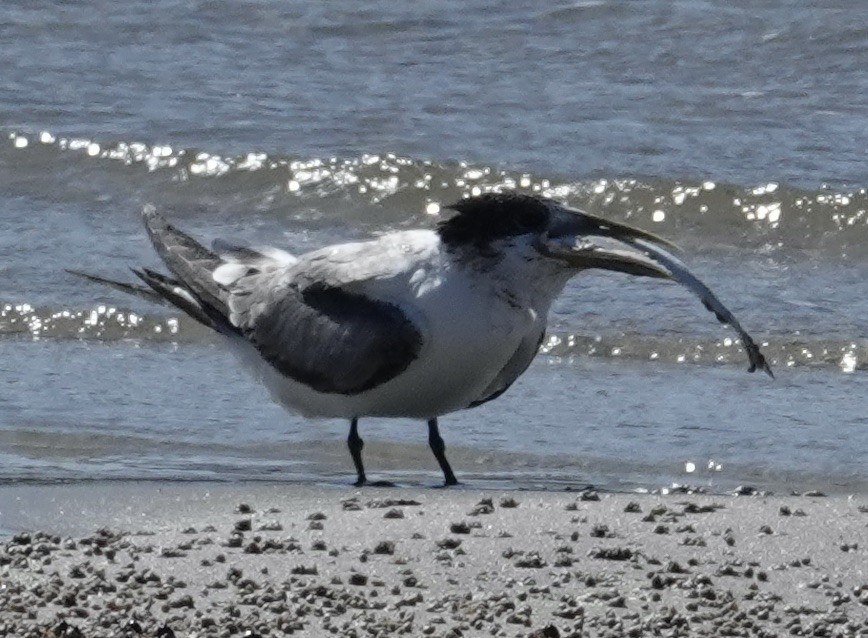 Australian Tern - ML622119050