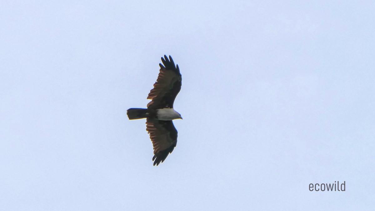 Brahminy Kite - ML622119052