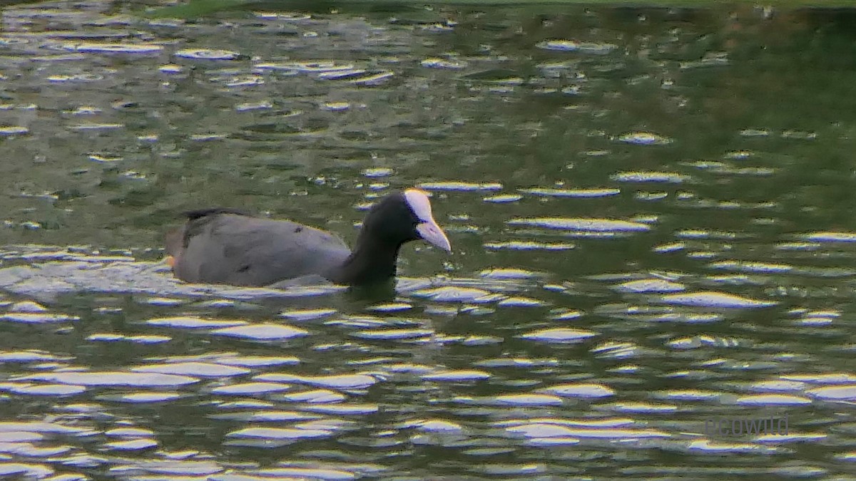 Eurasian Coot - Mohan Raj K.