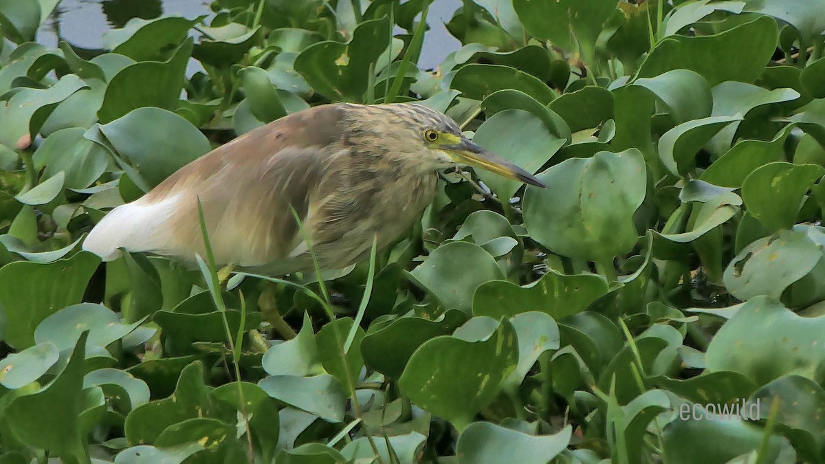 Indian Pond-Heron - ML622119056