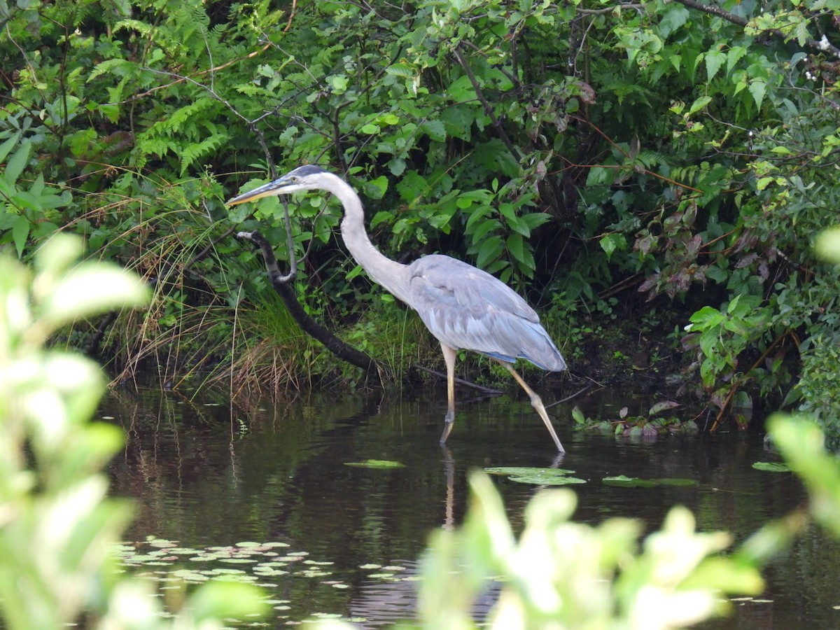 Great Blue Heron - ML622119057