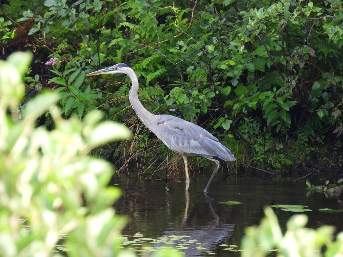 Great Blue Heron - ML622119058