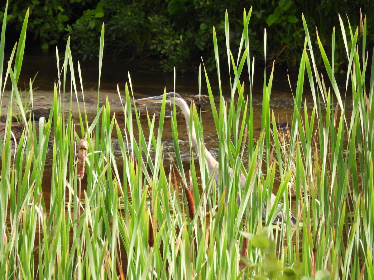 Great Blue Heron - ML622119059