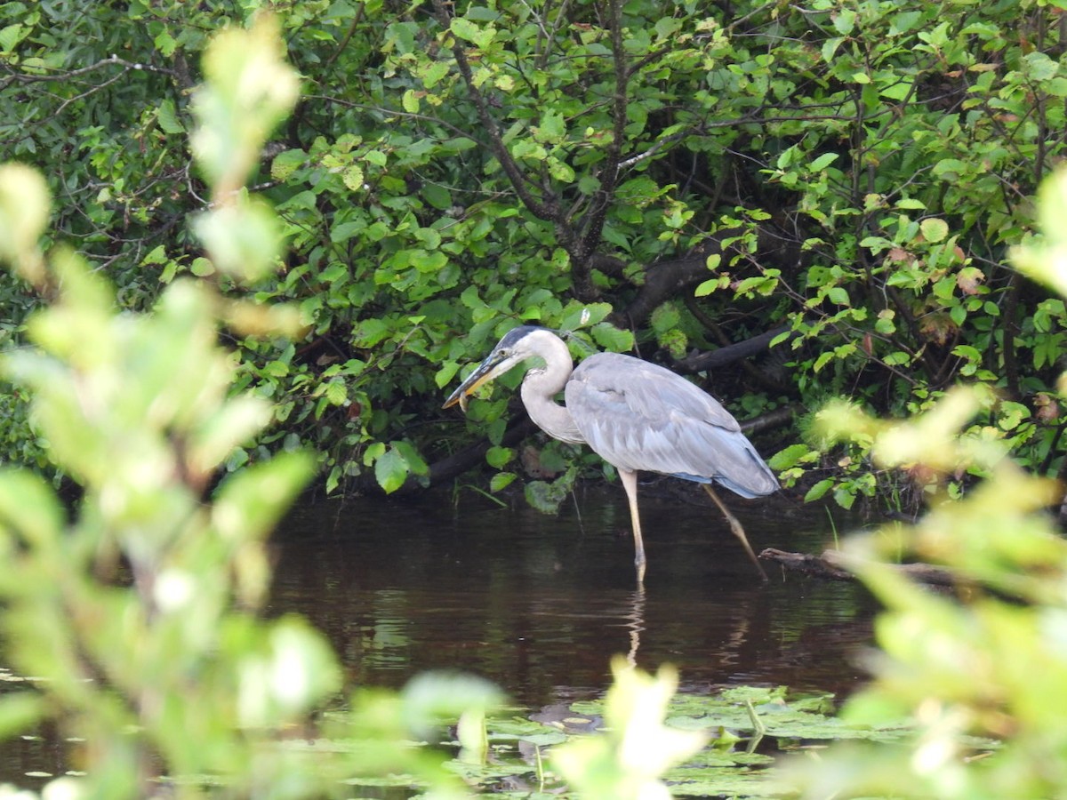 Great Blue Heron - ML622119060