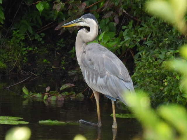 Great Blue Heron - ML622119061