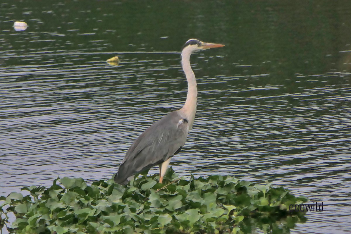 Gray Heron - ML622119067