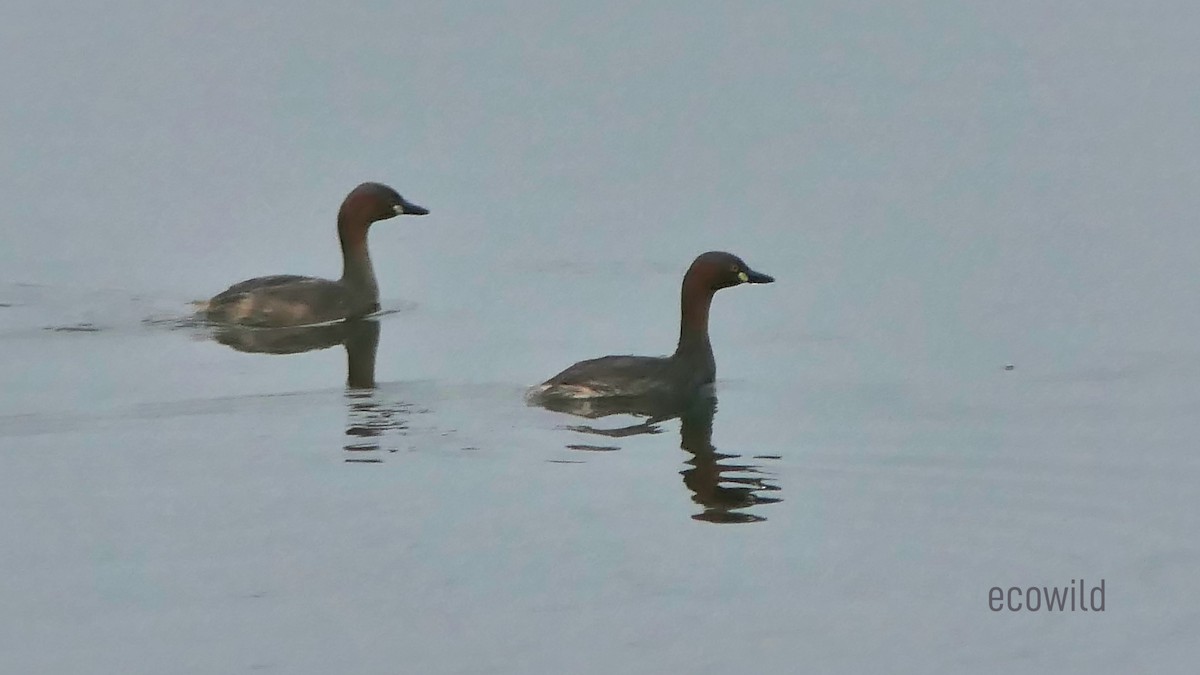 Little Grebe - ML622119068