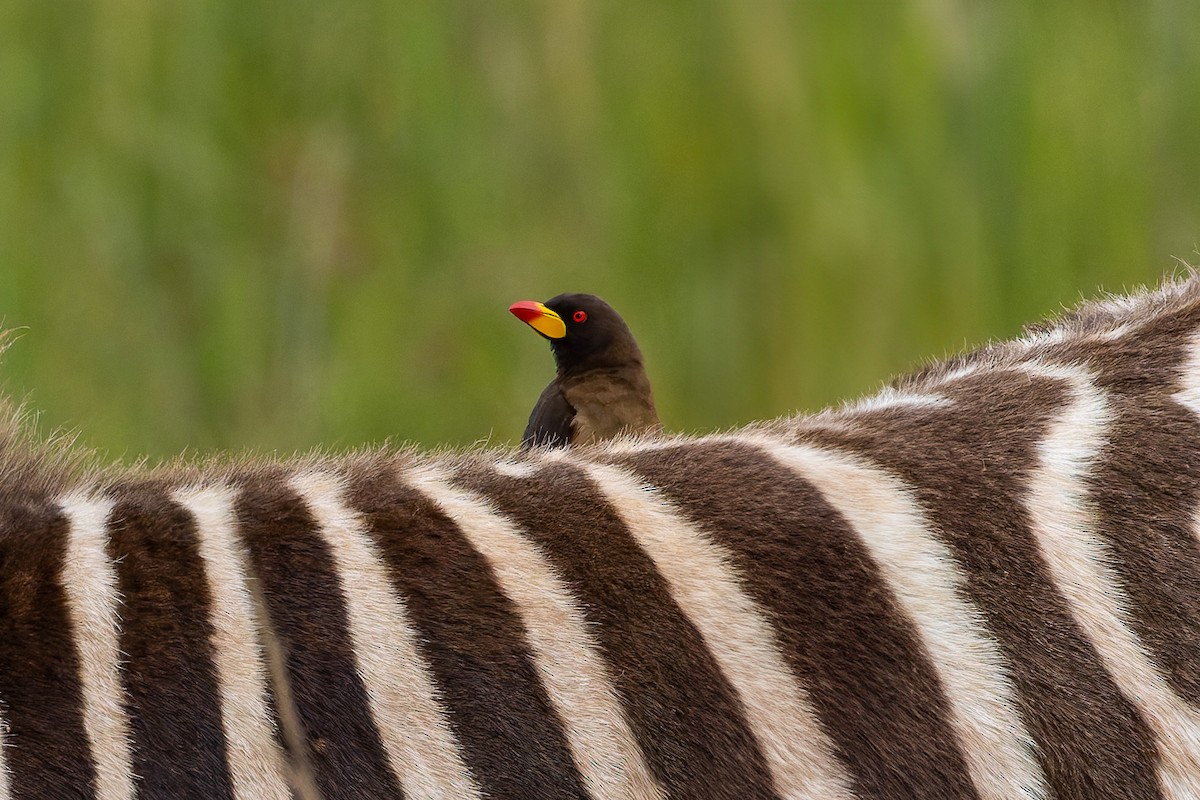 Yellow-billed Oxpecker - ML622119071