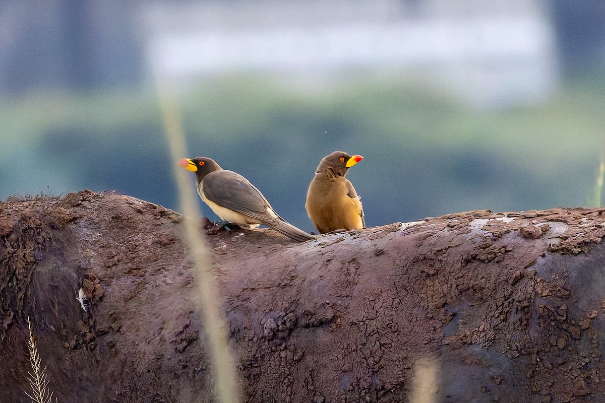 Yellow-billed Oxpecker - ML622119072