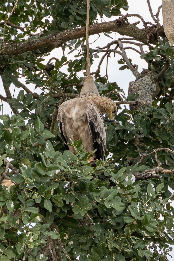 Tawny Eagle - ML622119121