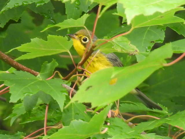 Canada Warbler - ML622119122