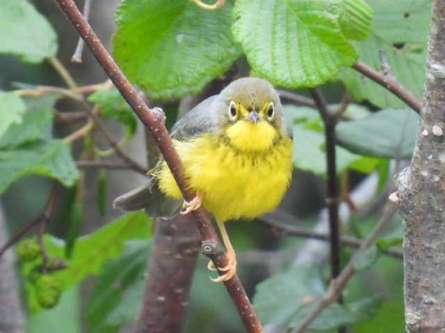 Canada Warbler - ML622119123