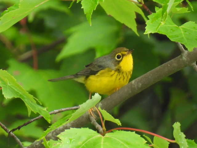 Canada Warbler - Joseph McGill