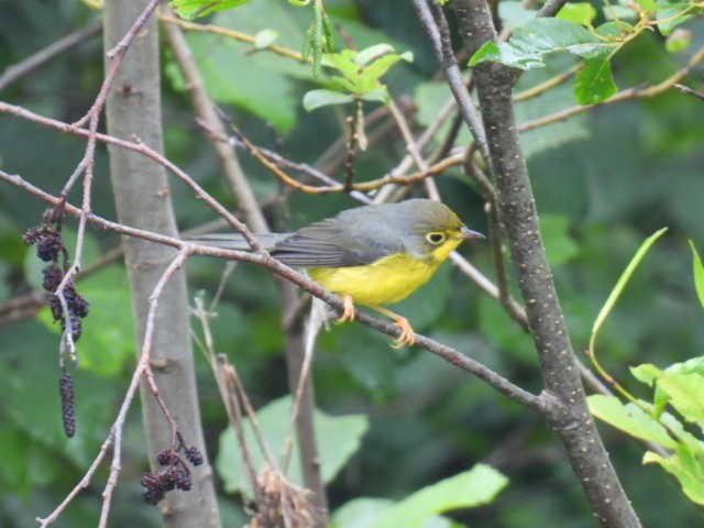 Canada Warbler - ML622119125