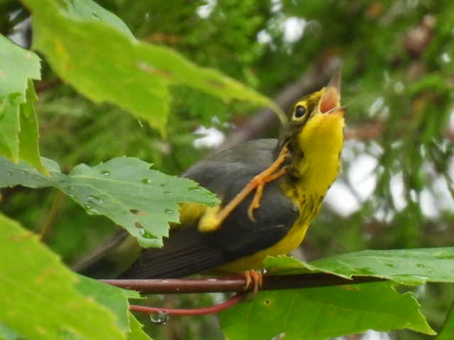 Canada Warbler - ML622119126