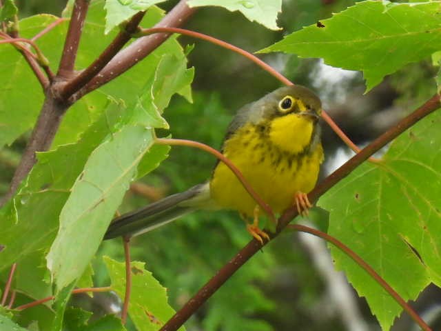 Canada Warbler - ML622119127