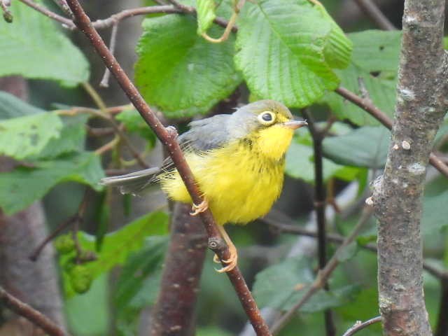 Canada Warbler - ML622119128