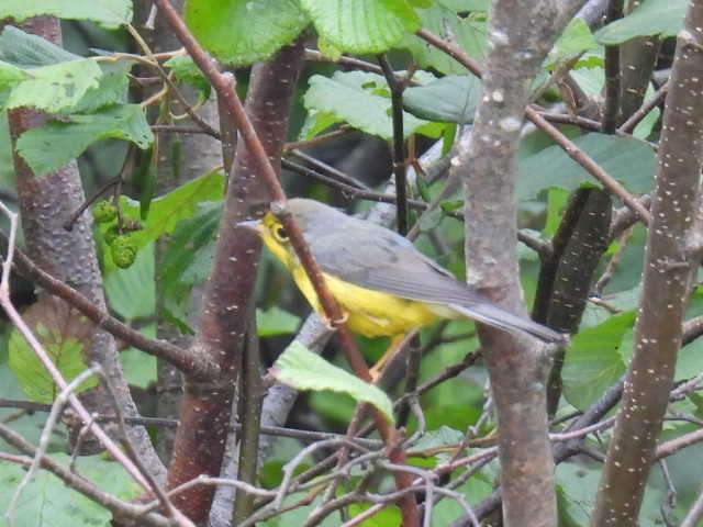 Canada Warbler - ML622119129