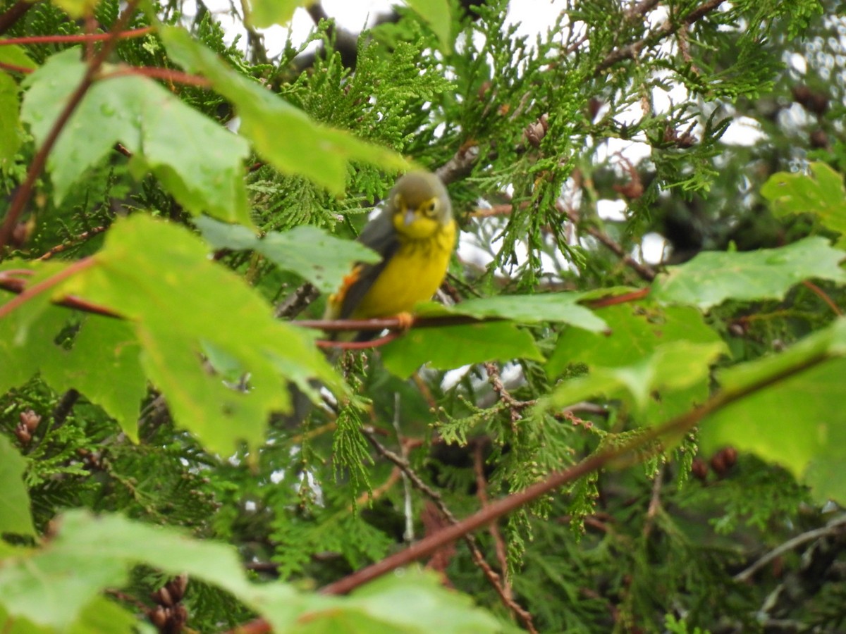 Canada Warbler - ML622119130