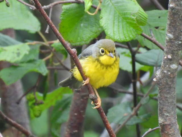 Canada Warbler - ML622119131