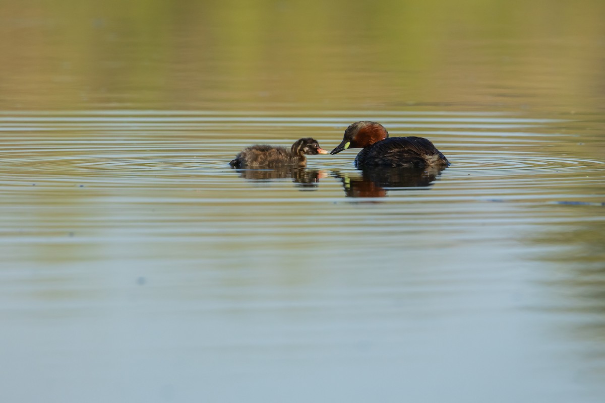 Little Grebe - Piki Ish-Shalom