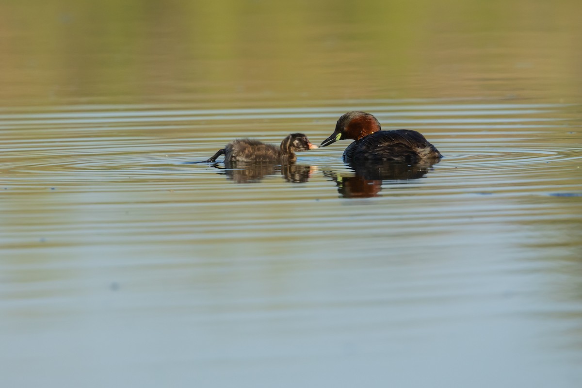 Little Grebe - Piki Ish-Shalom