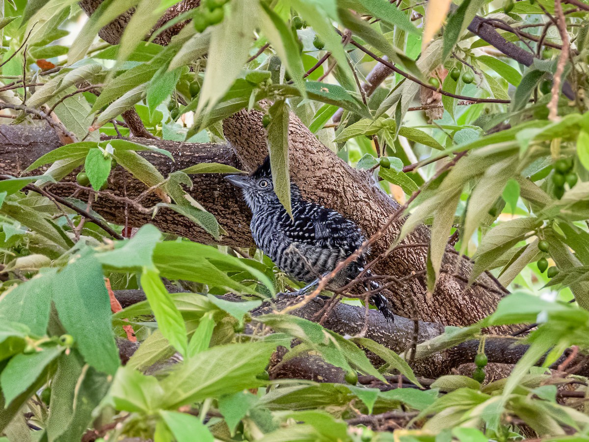 Barred Antshrike - ML622119136