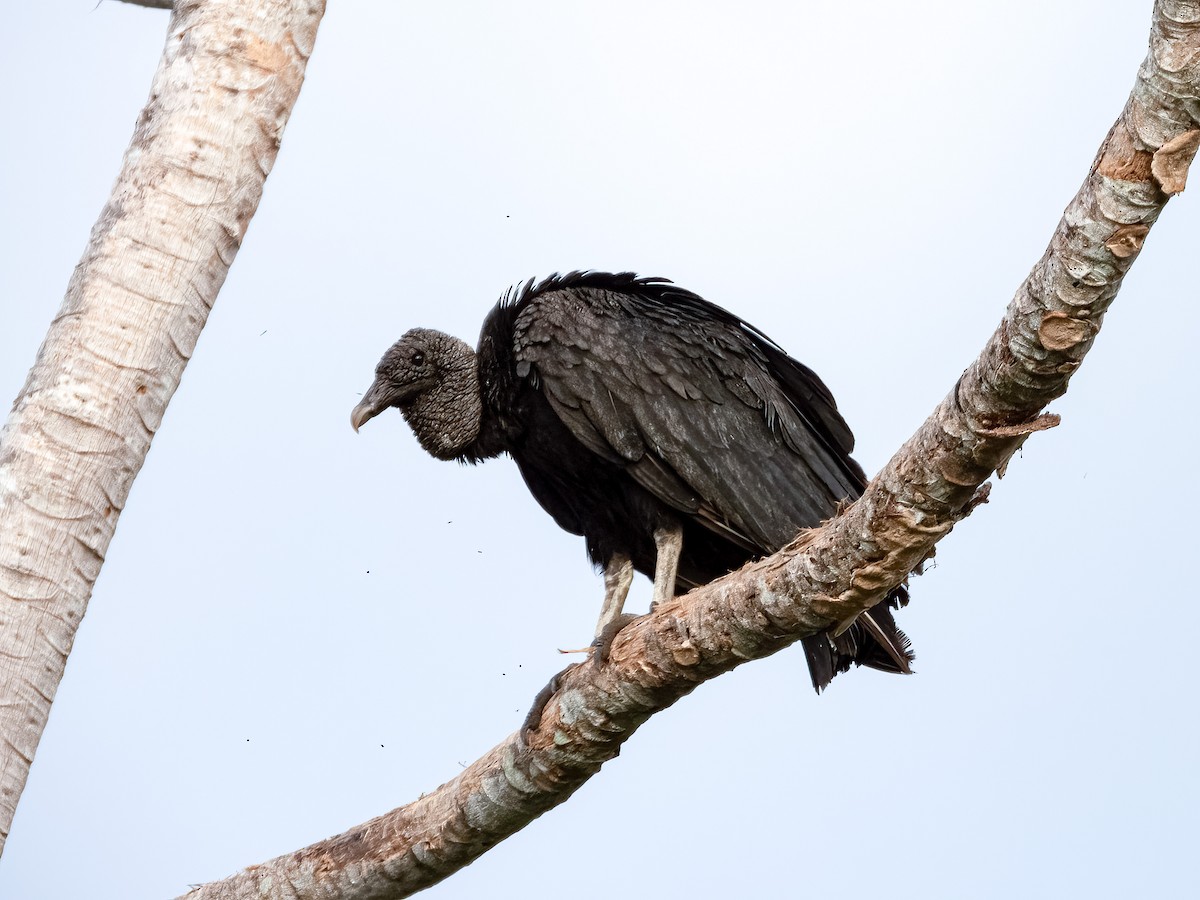 Black Vulture - ML622119138