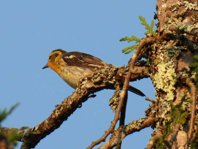 Blackburnian Warbler - ML622119140