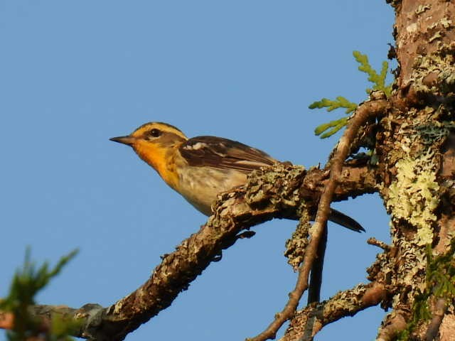 Blackburnian Warbler - ML622119141