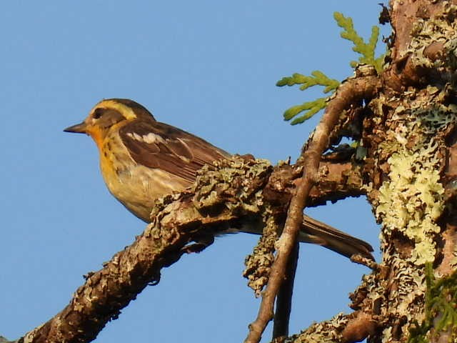 Blackburnian Warbler - ML622119142