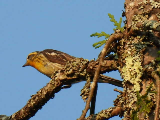 Blackburnian Warbler - ML622119143