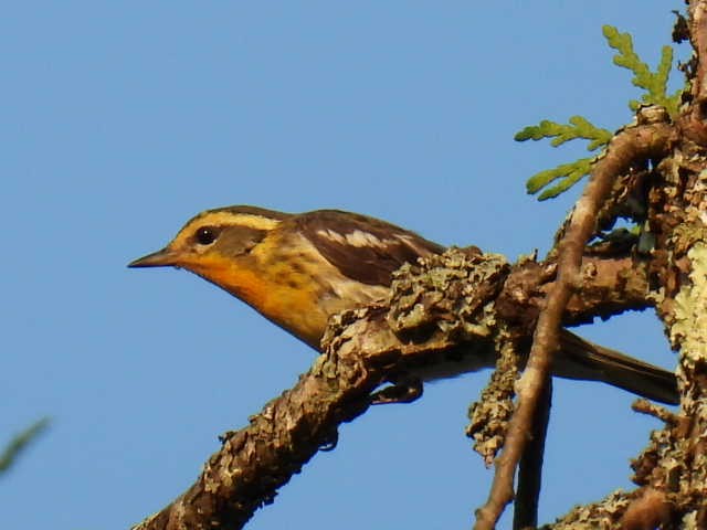 Blackburnian Warbler - ML622119144