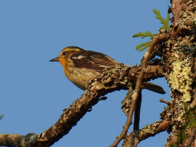 Blackburnian Warbler - ML622119145