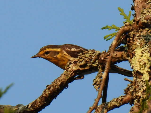 Blackburnian Warbler - ML622119146